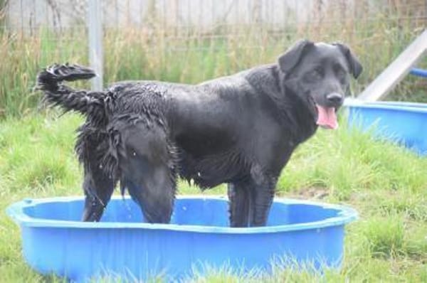 Sam - fröhlich und agil