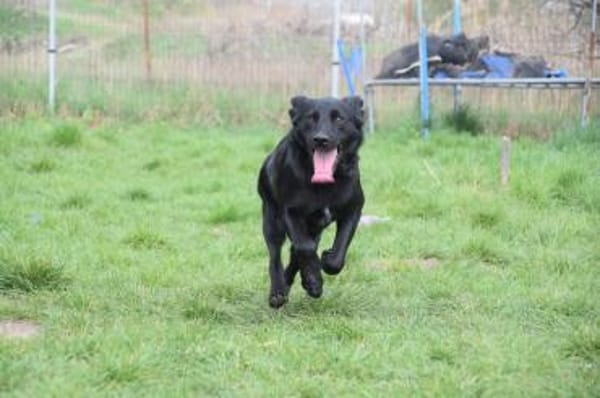 Sam - fröhlich und agil