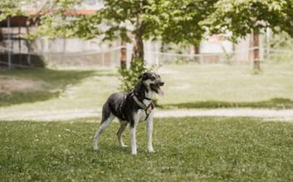 Aleksi hat seine Koffer schon gepackt