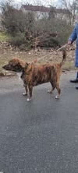 🐾 Charly sucht sein Für-Immer-Zuhause