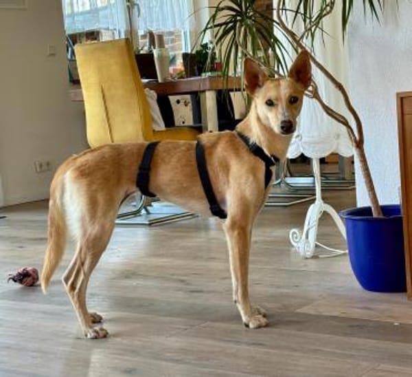 Sanfte  💕Violeta💕 sucht Familie