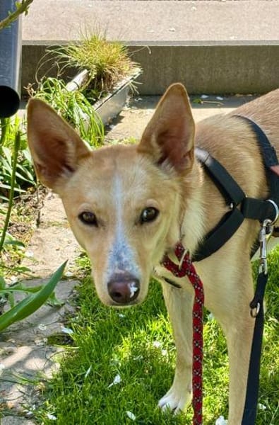 Sanfte  💕Violeta💕 sucht Familie