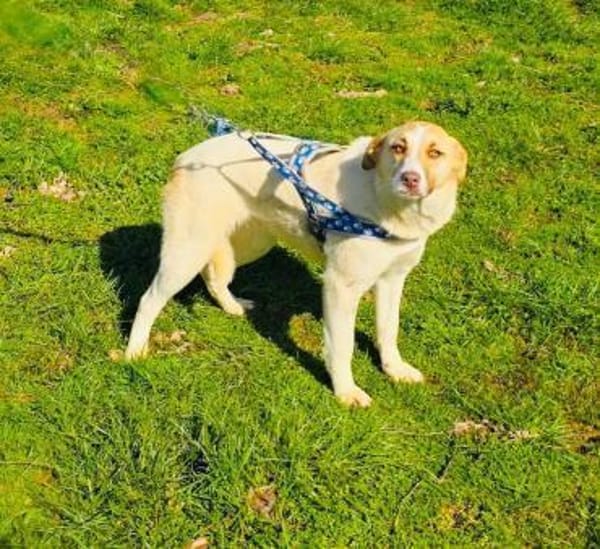 Wunderbare Labrador Mix Hündin Zita