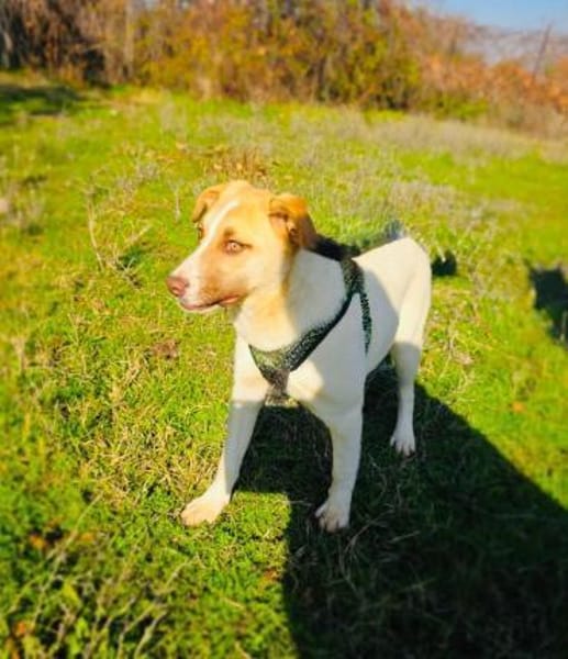 Wunderbare Labrador Mix Hündin Zita