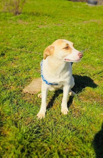 Wunderbare Labrador Mix Hündin Zita