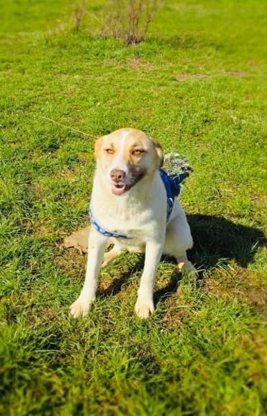 Wunderbare Labrador Mix Hündin Zita
