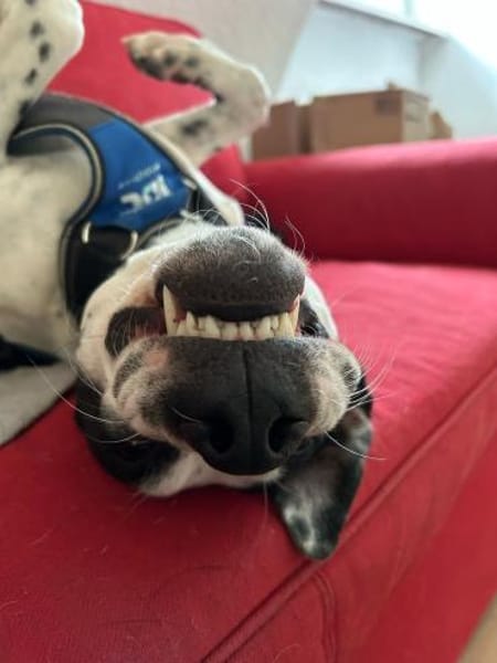 Geliebt und trotzdem muss er gehen