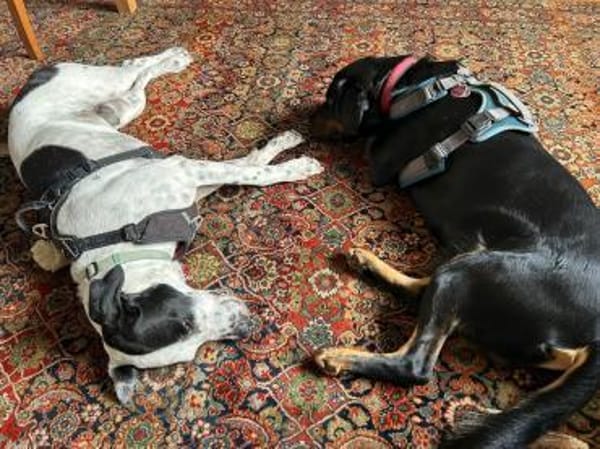 Geliebt und trotzdem muss er gehen