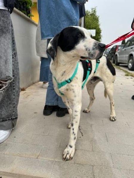 Geliebt und trotzdem muss er gehen