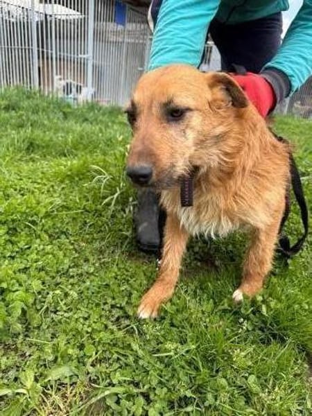 Yoko - kinderlieber Familienhund