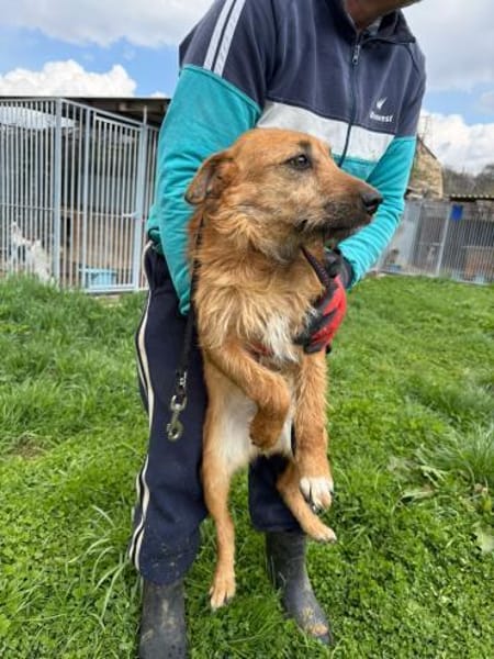 Yoko - kinderlieber Familienhund