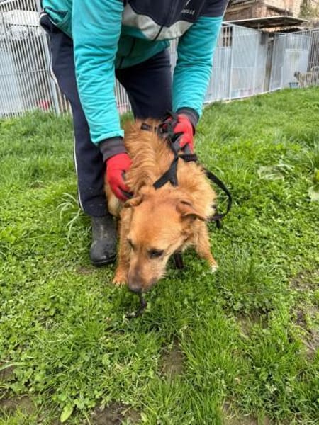 Yoko - kinderlieber Familienhund