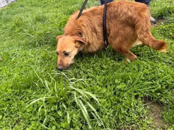 Yoko - kinderlieber Familienhund