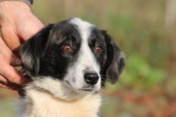 Pintia - zutraulich u. kinderlieb