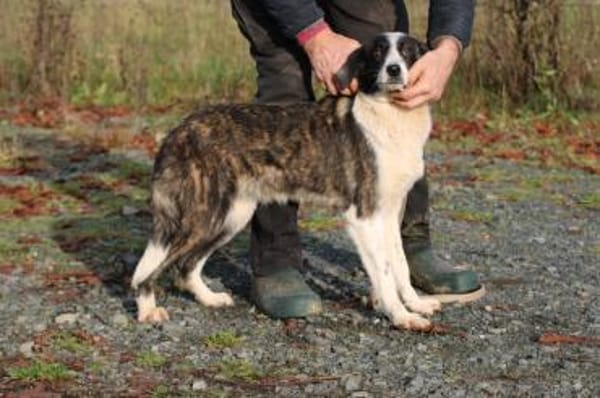 Pintia - zutraulich u. kinderlieb