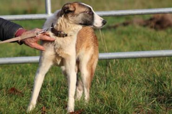 Jamie - kinderlieb u. verspielt
