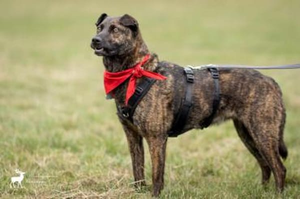 Rosa - eine treue Seele