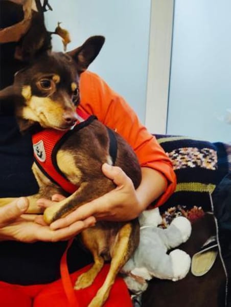 Zwergpinscher Mädchen Mocca