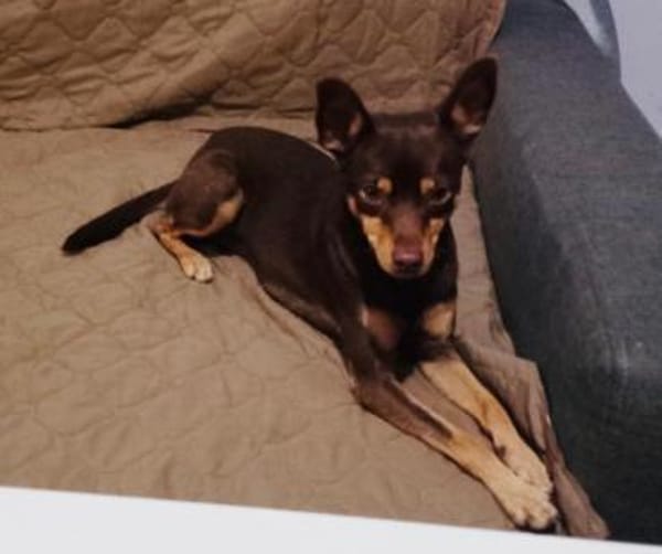 Zwergpinscher Mädchen Mocca
