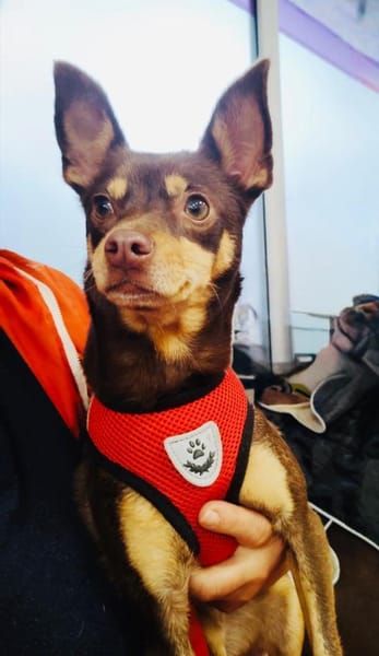 Zwergpinscher Mädchen Mocca