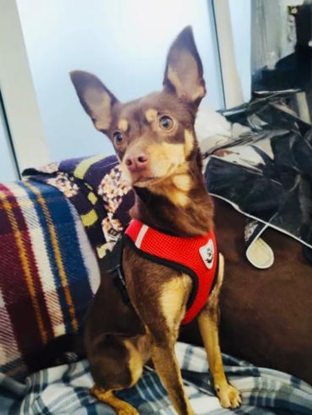 Zwergpinscher Mädchen Mocca