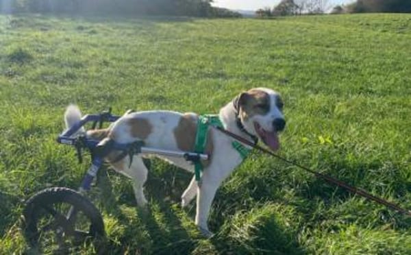 Yaro hat seinen Koffer schon gepackt