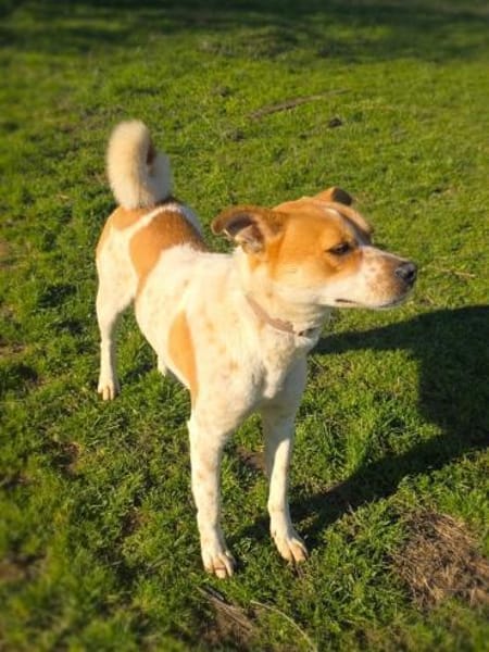 Ginger ein stubenreiner Familienhund