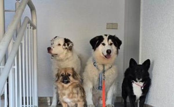 Wer schenkt Bud ein artgerechtes Zuhause