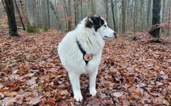 Wer schenkt Bud ein artgerechtes Zuhause