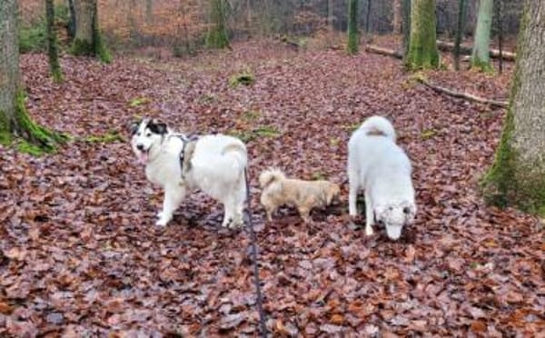 Wer schenkt Bud ein artgerechtes Zuhause