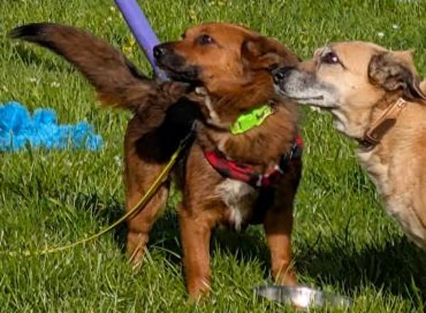 kleine süße Aurea auf PS in 91207