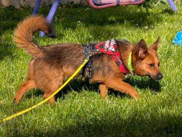 kleine süße Aurea auf PS in 91207