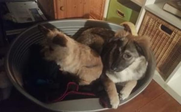 Eyra freut sich auf ihr neues Leben