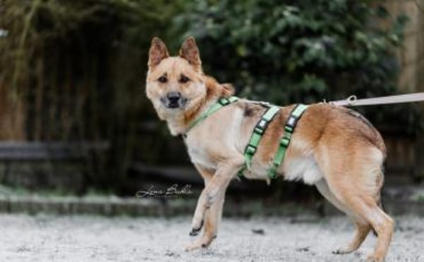 Flauschiger Teddy mit freundlicher Seele