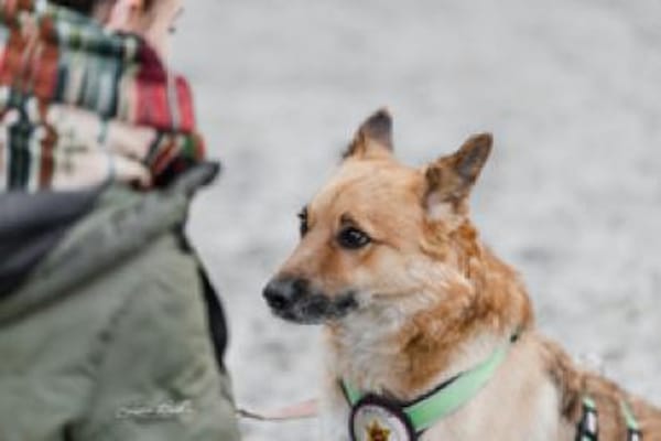 Flauschiger Teddy mit freundlicher Seele