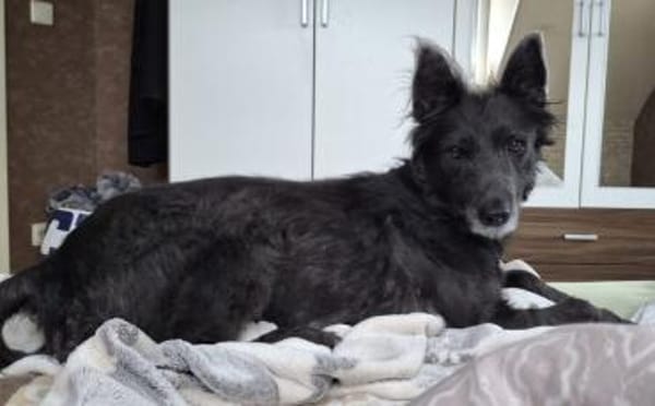 Gütiges Zuhause für liebenswerten Pepper