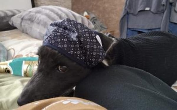 Gütiges Zuhause für liebenswerten Pepper