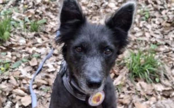 Gütiges Zuhause für liebenswerten Pepper