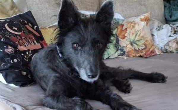 Gütiges Zuhause für liebenswerten Pepper