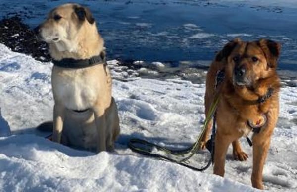 Buiscuit sucht seinen Heimathafen