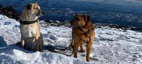 Buiscuit sucht seinen Heimathafen