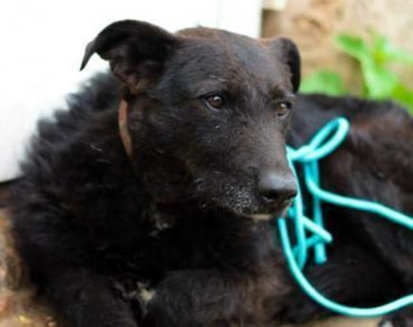 Isi sucht ein geduldiges Zuhause