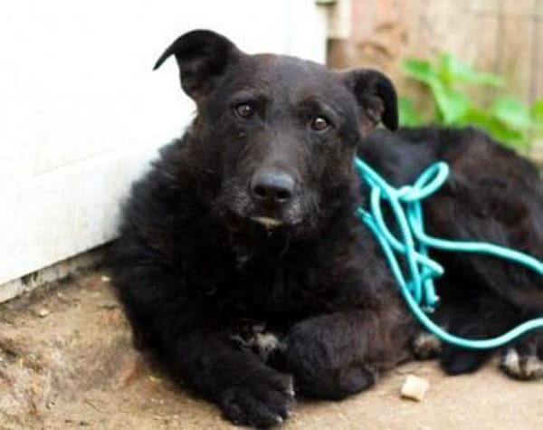 Isi sucht ein geduldiges Zuhause