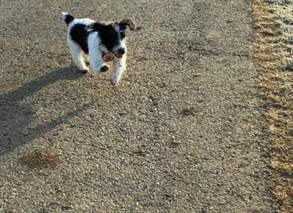 Zuhause gesucht für Malu