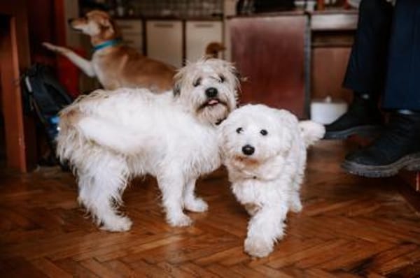 Lieber Beni sucht seine Familie