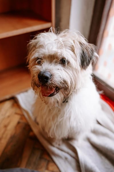 Lieber Beni sucht seine Familie