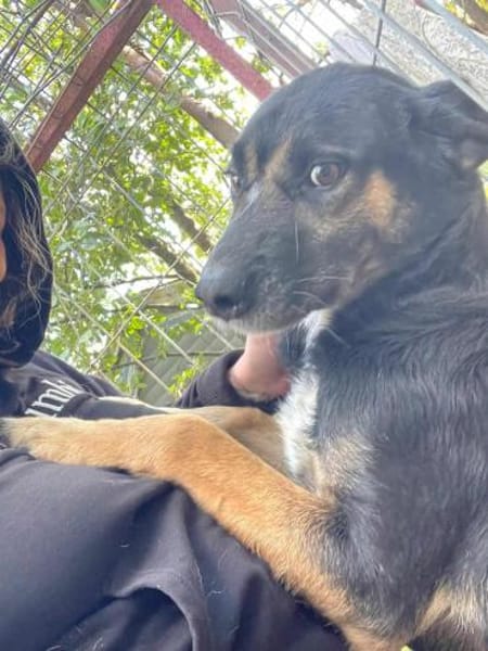 MAX jetzt auf PS in 50170 Kerpen