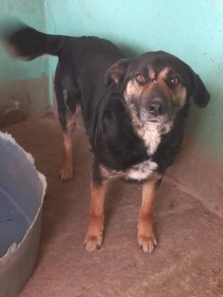 MAX jetzt auf PS in 50170 Kerpen