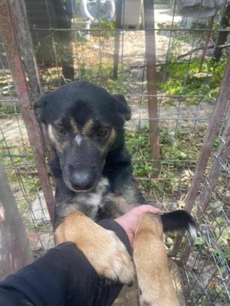 MAX jetzt auf PS in 50170 Kerpen