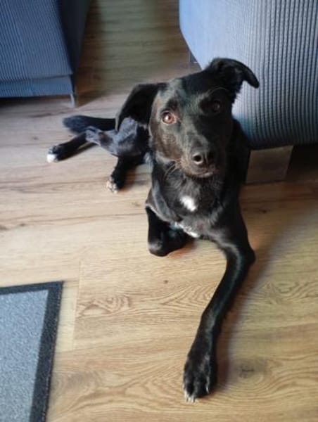 Danny💙 sucht ein neues Zuhause